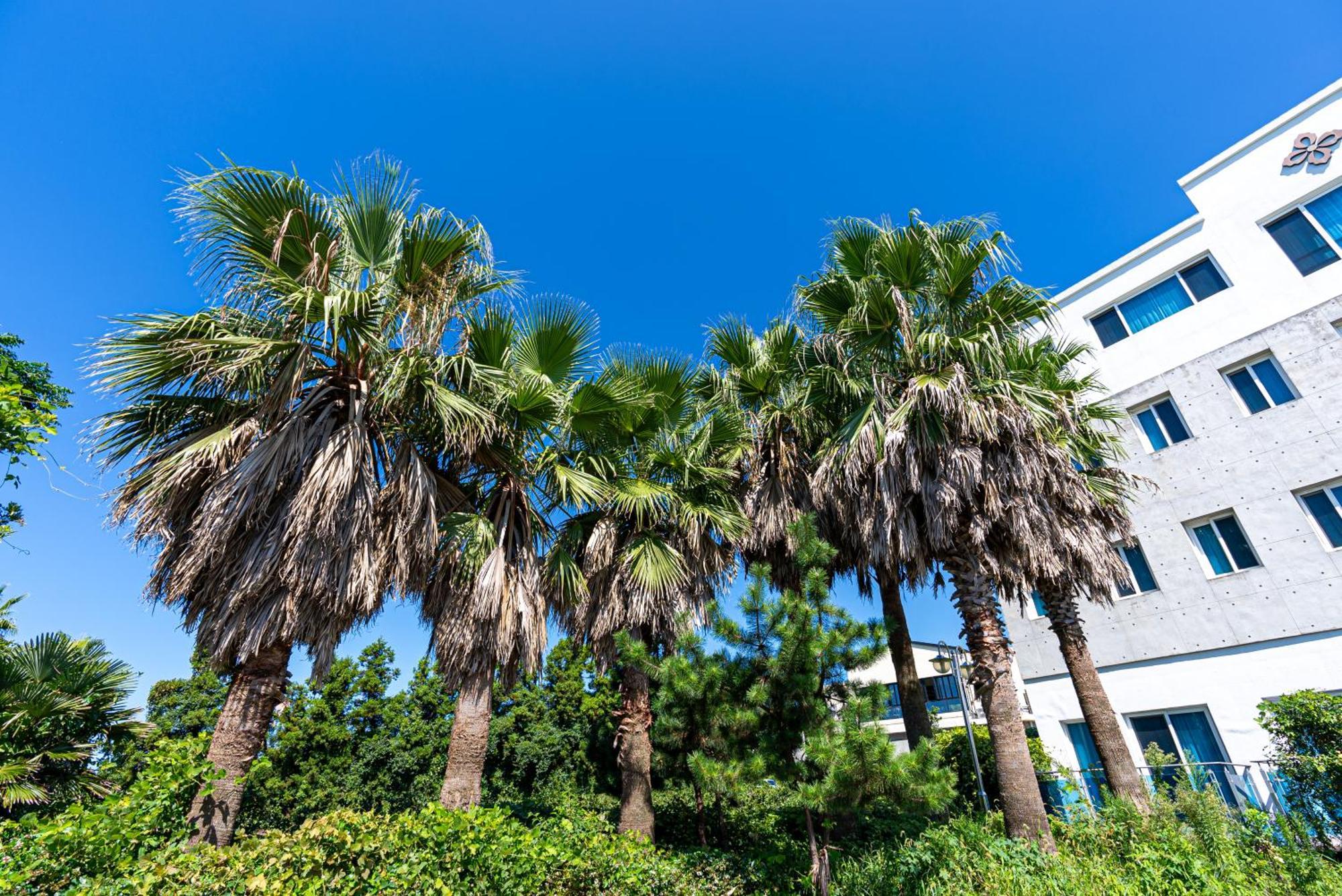 Hotel The Grang Jungmun Согвипхо Экстерьер фото